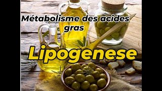 ACIDE GRAS ANABOLISME  LIPOGENESE [upl. by Monteria175]