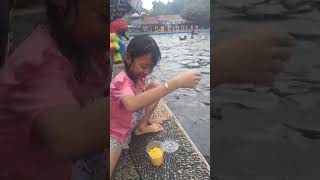 Ternyata ini Makanan kesukaan IKAN DEWA di kolam renang CIBULAN KUNINGAN [upl. by Aniarrol440]