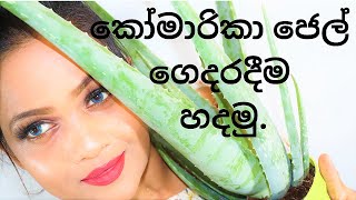 How To Make Aloe Vera Gel At Home in Sinhala  Homemade Fresh Aloe Vera Gel by Pavithra Peiris [upl. by Yemarej]