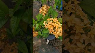 Ixora plant yellow flower🌷 [upl. by Latini]