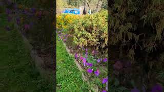 bagbaani farm phaplu solukhumbu beautiful farm in nepal travel destination nepal 🇳🇵 [upl. by Niltac]