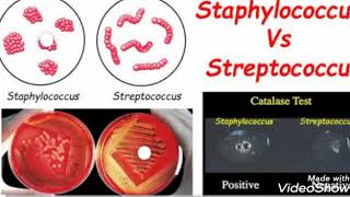 Staphylococcus VS Streptococcus [upl. by Ayar]