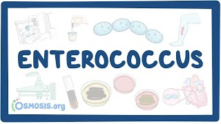 Enterococcus causes symptoms diagnosis treatment pathology [upl. by Margy]