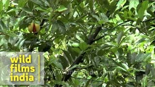 Nutmeg plantation in Kerala [upl. by Aniweta]