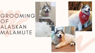 Grooming Of Alaskan Malamute  Pup In Tup  How To Groom A Dog [upl. by Grubb741]