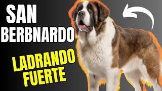 ðŸ’š SONIDO DE PERRO San Bernardo Ladrando FUERTE [upl. by Dodds]