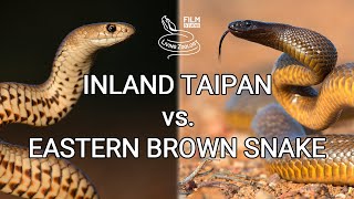 Deadliest Snake on Earth  The Inland Taipan [upl. by Borras764]