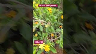 New rarest yellow parijatham flower plant Gandhi Raja flower [upl. by Xxam]