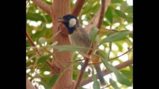 The Song of the Whitecheeked Bulbul [upl. by Ormand977]