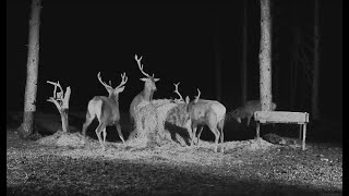 20240301 Hirvekaamera Ervin sheds his antlers red deer [upl. by Charlton]