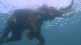 Immersione con lelefante Rajan trailer  Swimming with the elephant [upl. by Lleze]