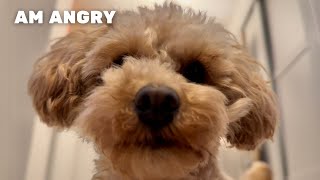 Very ANGRY Toy Poodle Doesnt Want To Be Filmed [upl. by Tsenrae]