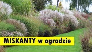 Miskanty w ogrodzie  ciekawe aranżacje [upl. by Nitniuq]