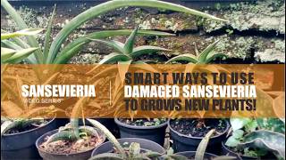 sansevieria care  Smart Ways to Use Damaged Sansevieria to Grow New Plantsquot [upl. by Frederigo]