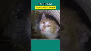 Abandoned kitten in sewer shots cat [upl. by Bove640]