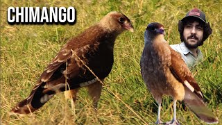 Chimango 4K Milvago chimango Chimango caracara [upl. by Lotte]