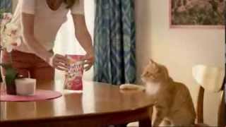 TV Spot  Friskies  Cat Treats  Party Mix Crunch  Lets Get The Party Started [upl. by Ekoorb]