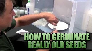 Germinating Really Old Seeds 101  How to get Old Seeds to POP Sprouting Old Seeds in Growers House [upl. by Schreibman335]