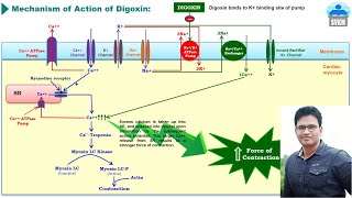 Mechanism of Action of Digoxin [upl. by Tommie691]