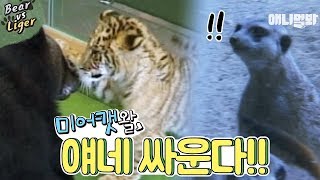 라이거VS곰 싸움 구경난 미어캣 군단ㅋㅋㅋㅋㅋㅣA ligerliontiger and bear fighting [upl. by Changaris]