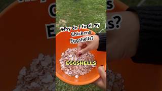 How Eggshell Benefits Your Chickens [upl. by Cadmarr946]