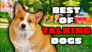 Best Talking Dog Videos Spring 2023 [upl. by Heywood]