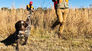 Hunting Wirehaired Pointing Griffon in Action POINTING FLUSHING RETRIEVING [upl. by Anelak360]