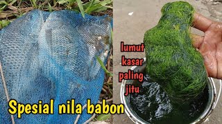 Umpan lumut paling jitu mancing nila liar babon susah makan kondisi air habis hujan [upl. by Doss707]