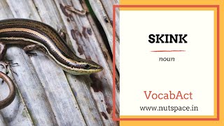 Skink Meaning  VocabAct  NutSpace [upl. by Einnil]