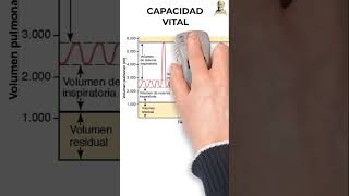 Capacidades Pulmonares 🫁 pulmon fisiologia aprende [upl. by Nileuqaj]