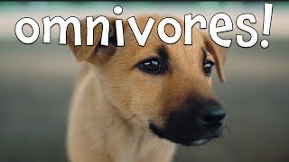 Omnivores Learning Omnivore Animals for Kids [upl. by Faustena]