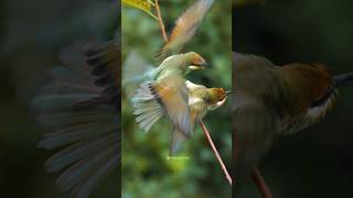 European Bee Eater birds fighting Wincent 4pRT1 bird nature wildlife [upl. by Arahs]