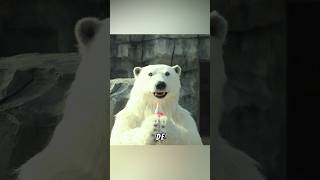 El oso blanco que bebe CocaColashorts [upl. by Cressi]