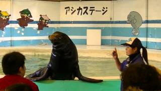 新屋島水族館＆アシカショー２０１４ [upl. by Tracay]