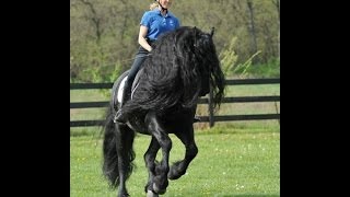 GRIPPING VIDEO Friesian Stallion Frederik the Greats Tribute to his Trainer [upl. by Huff]