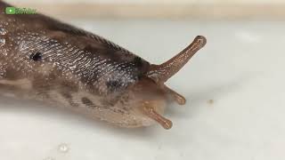 Babosa Tigre Limax maximus una Gigante en su mundo [upl. by Novelc]