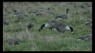 Pinkfooted Geese Cley Norfolk 161124 [upl. by Ahsuatan]