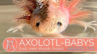 Axolotl Aufzucht Mein Mosaik Baby Axolotl [upl. by Rika]