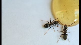 Portland Pest Control  Sugar Ants  Info Video [upl. by Ewan]