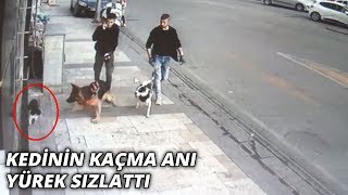 Köpeğin kediye saldırısı kameraya böyle yansıdı [upl. by Aisekal]