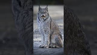 Canada Lynx cat [upl. by Nosiddam447]