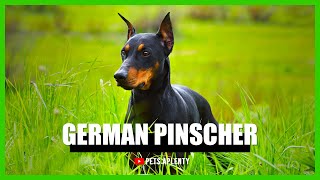 German Pinscher Facts [upl. by Notliw]