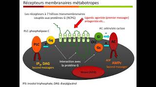 Pharmacologie Générale Partie 4 [upl. by Vallonia]