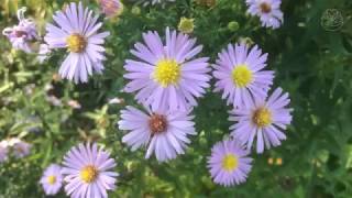 Propagating aster from seeds [upl. by Atiras]