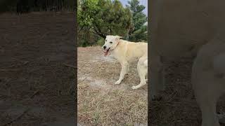 Silly dog spins round and round to bite its own tail inside Shivapuri National Park happypaws [upl. by Luigino]