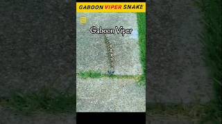 Gaboon Viper Snake shorts gaboonviper facts [upl. by Aicilihp]