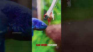 All You Need To Know About Betta Fish [upl. by Maghutte]