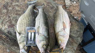 Muy buena pesca con cucharitas de Walmart  súper spoon [upl. by Eimac]