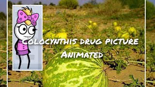 colocynthis drug picture animated [upl. by Isoais523]