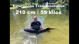 Esturgeons Transmontanus 210 cm 55 Kg [upl. by Emyaj]